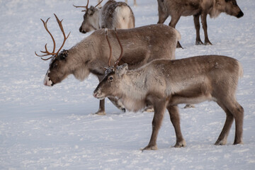 Reindeer herd on St&auml;djan mountain in Sweden