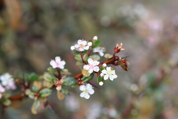Flowers of Pyracantha angustifolia (narrow leaf firethorn) bush. 