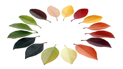 colorful leaves arranged in a circle on a transparent background, PNG image, PNG file, Generative art.