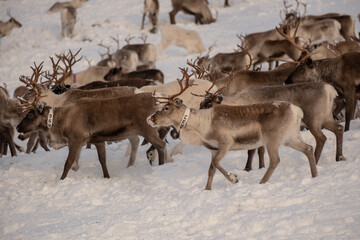 Reindeer herd on Städjan mountain in Sweden