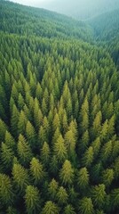 Obraz premium Majestic Evergreen Forest Canopy - Breathtaking Aerial View