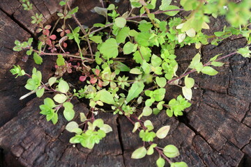 wild plants growing in the cut tree trunk 