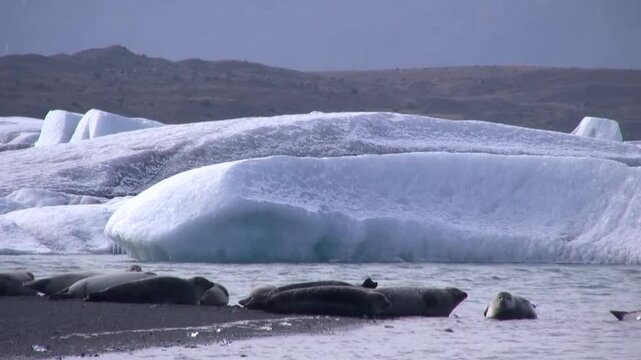 Gletscherlagune, Eissee mit Eisbergen, J&ouml;kuls&aacute;rl&oacute;n in Island