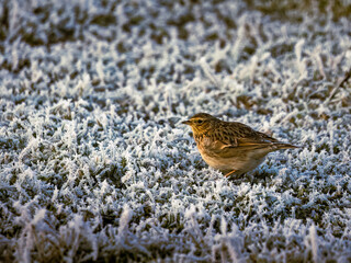 Skylark in the Frost 