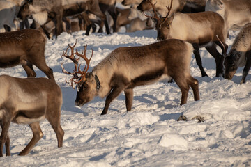 Reindeer herd on Städjan mountain in Sweden