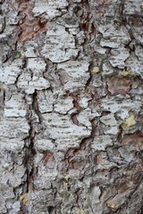 bark texture of Cedrus atlantica (Blue Atlas cedar) tree