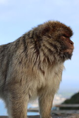 Barbary macaque on the Rock of Gibraltar