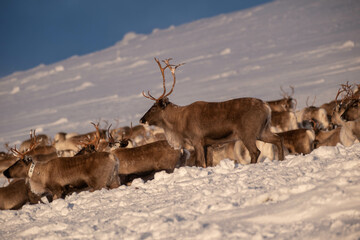 Reindeer herd on Städjan mountain in Sweden