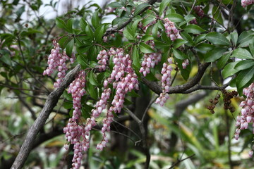 壺型の花が鈴なりに咲く