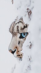 Obraz premium Majestic Snow Leopard in Winter Wonderland