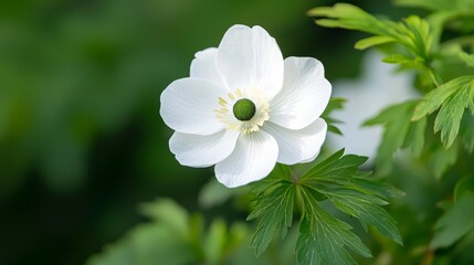 Elegant white flower in bloom captivating closeup of nature delicate beauty