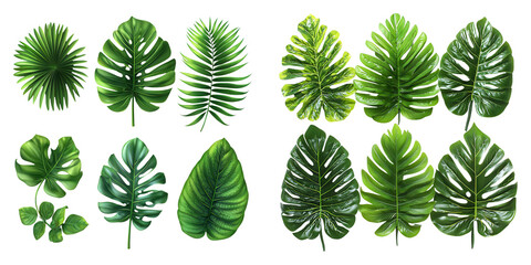 A collection of vibrant green leaves showcasing various shapes and textures. Perfect for nature themes, design projects, or botanical illustrations. PNG transparent background