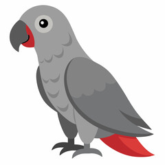 Congo grey parrot. African bird with red tail and gray feathers.African Grey Parrot. Tropical birdie from Africa. Exotic fauna.Suitable for education poster infographic guide catalog, children's books