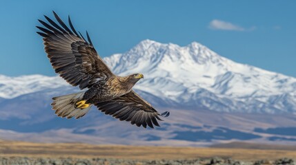 Majestic eagle in flight over snow-capped mountains.