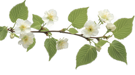 branch with flowers and green leaves on a transparent background, PNG image, PNG file, Generative art.