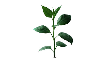 Obraz premium a green leaf on a small stem on a transparent background, PNG image, PNG file, Generative art.