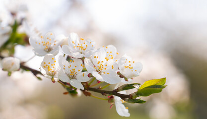 Blooming apple orchard in spring. Beautiful apple tree branch in flowers