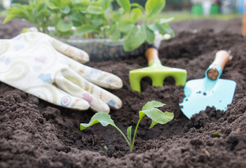 Planting small cabbage seedlings in beds, small farming