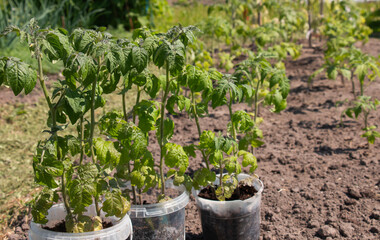 Tomato seedlings before planting in the beds