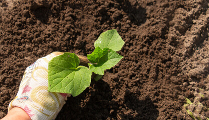 Seedlings of cucumbers, squash before planting in beds, small farming. A woman's hand holds a cucumber sprout