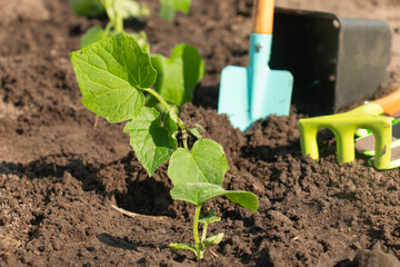 Seedlings of cucumbers, squash before planting in beds, small farming