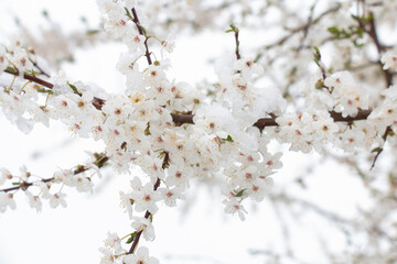 Cherry blossoms under the sky covered with a layer of snow in spring