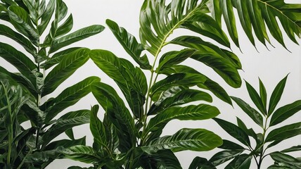 Obraz premium Close-up of Vibrant Green Tropical Leaves on White Background