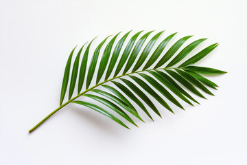 Obraz premium A vibrant green palm leaf showcasing intricate details against a white background. isolated on white background.