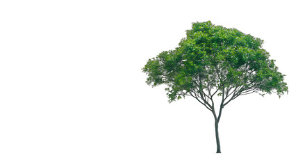 Obraz premium a single tree on a transparent background, PNG image, PNG file, Generative art.