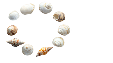 a group of sea shells arranged in the shape of a heart on a transparent background, PNG image, PNG file, Generative art.