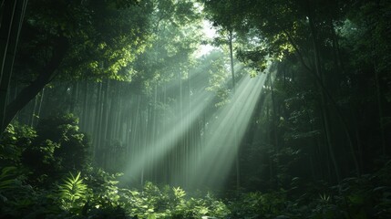 A peaceful bamboo forest with tall, green stalks reaching towards the sky. Sunlight filters through the dense leaves, casting a soft glow on the forest floor, evoking calmness and balance
