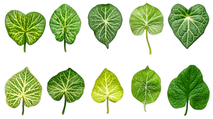 a collection of green leaf on a transparent background, PNG image, PNG file, Generative art.