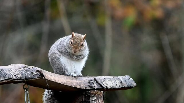 Grey squirrel sits proudly on top of  bird feed station