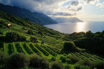 Obraz premium Italian Vineyard Sunset Coastline View