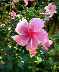 Beautiful pink hibiscus flowers are growing and blooming in the garden. © Teeni22