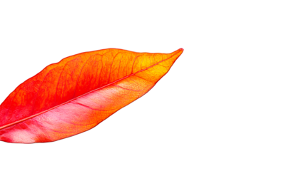 a red and yellow feather on a transparent background, PNG image, PNG file, Generative art.