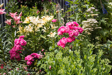 flower bed with beautiful different flowering plants in the garden