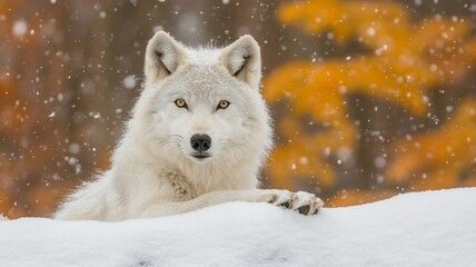Obraz premium Majestic Arctic Wolf in Snowy Autumn Forest