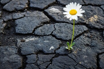 Lonely daisy growing from dry cracked mud