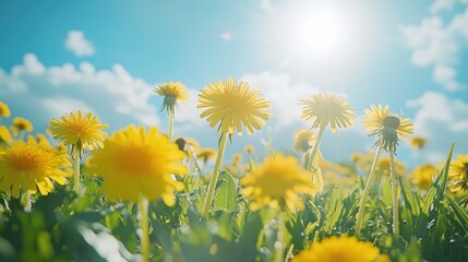 Yellow dandelions blooming in spring meadow under blue sky
