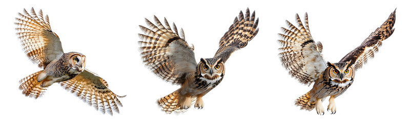Owl flying in mid-flight isolated on transparent background.