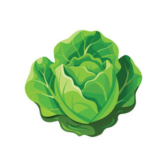 cabbage isolated on white background