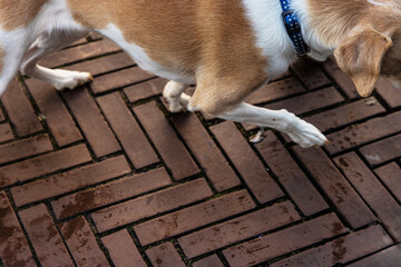 Detailed shot of a ginger and white dog in motion walking on wet road, highlighting textures, patterns, and everyday city life. Partial top view of a dog stepping on wet herringbone brick pavement.