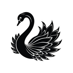 Obraz premium elegant black swan