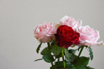 ピンクと赤のばら