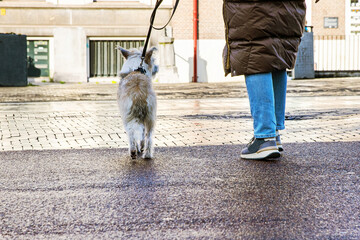 Dog owner in a brown winter coat walking a small fluffy dog on a leash through a wet city street, capturing urban pet life and everyday moments. Selective focus