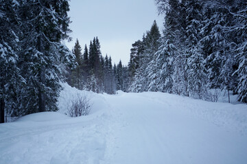 A road through a snow covered forest 