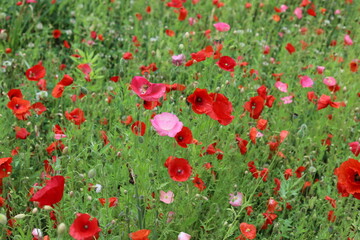 Naklejka premium Papaver rhoeas. Spring meadow with common poppies.