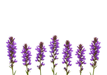 Naklejka premium a line of purple flowers isolated on plain background