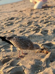 bird on the beach
